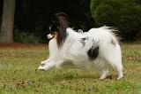 EPAGNEUL PAPILLON 050
